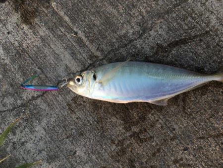 タチウオは朝がいい